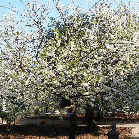 Casa Limoni Nyaraló *